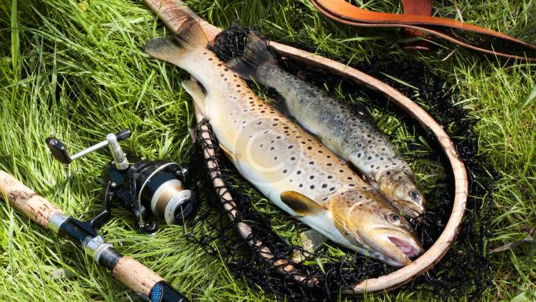 Hitching for Atlantic salmon